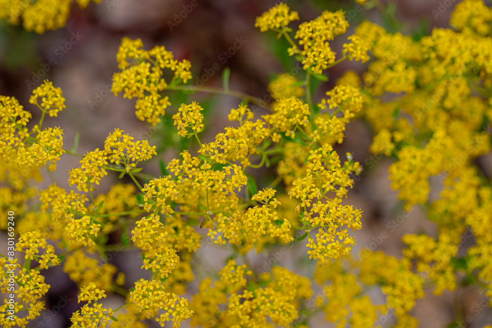 Yellow tuft flowers - Latin name - Alyssum murale Yellow tuft flowers - Latin name - Alyssum murale