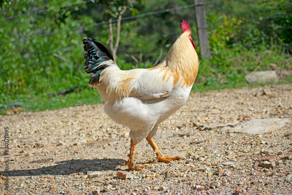 Fototapeta premium chicken on the farm