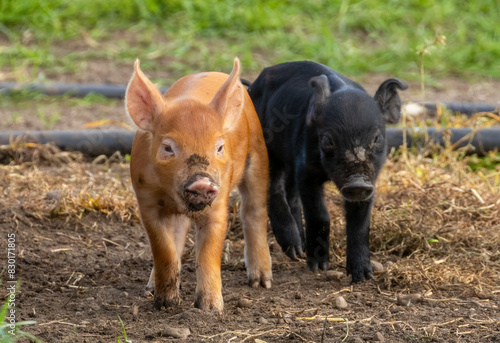 Cute little piglets playing in a field