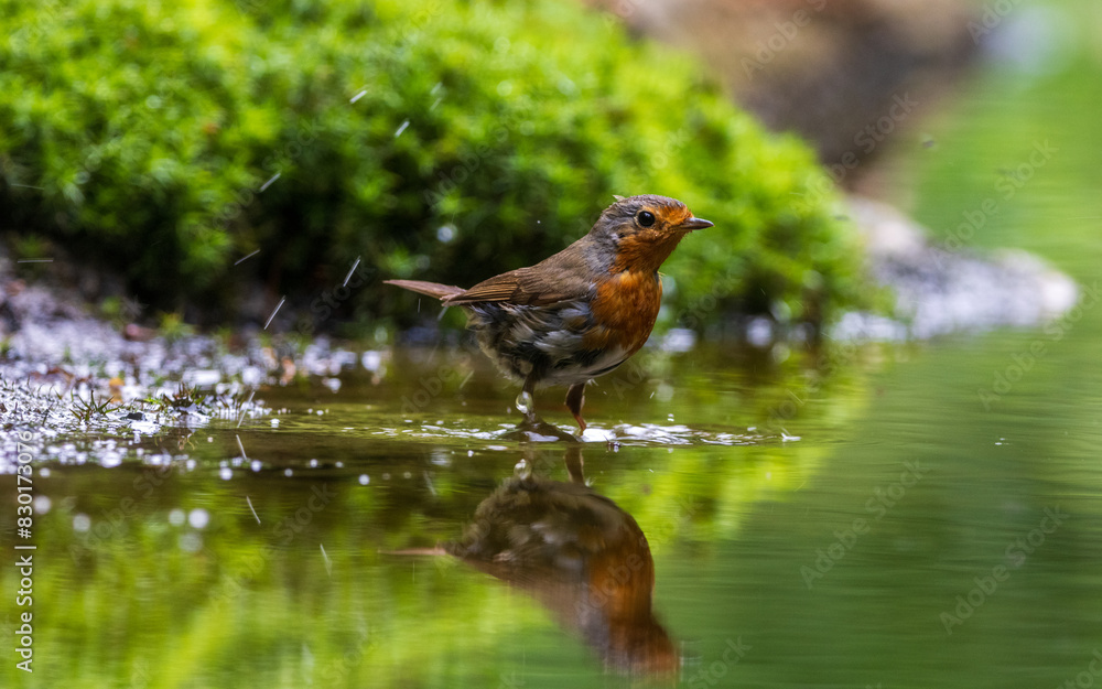 Robin taking a bath in the forrest Robin taking a bath in the forrest