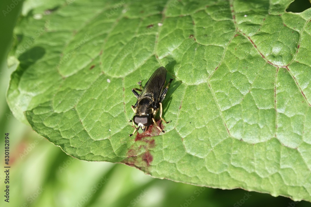 A hoverfly, Xtlota sylvanus A hoverfly, Xtlota sylvanus