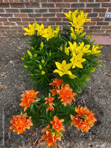 Blooming Lillies - Montgomery County, VA