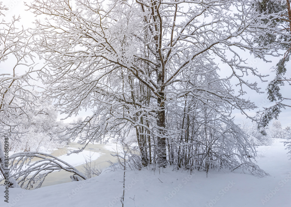 Obraz premium A magical snowy forest enveloped in a blanket of white, with dense clusters of trees standing tall amidst the serene stillness.