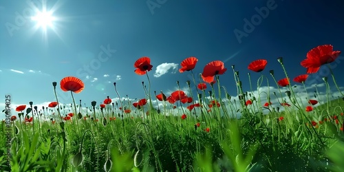 Poppies blooming in a vast meadow under a clear blue sky. Concept Wildflowers, Nature Photography, Flower Fields, Spring Blooms, Vibrant Landscape
