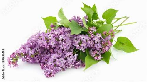 Beautiful small neat bouquet of lilacs on a white background  lilac branches