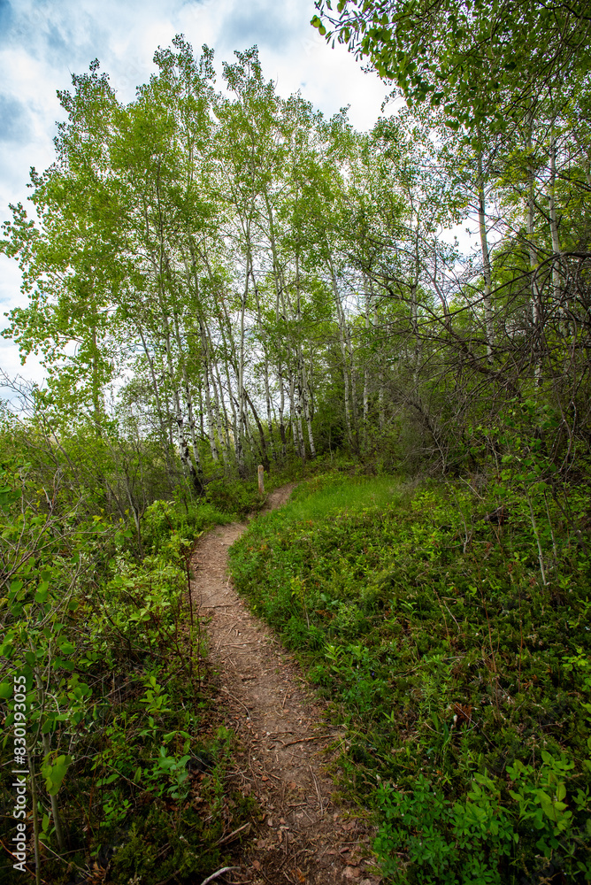 Fototapeta premium Spring day at Cranberry Flats Conservation Area