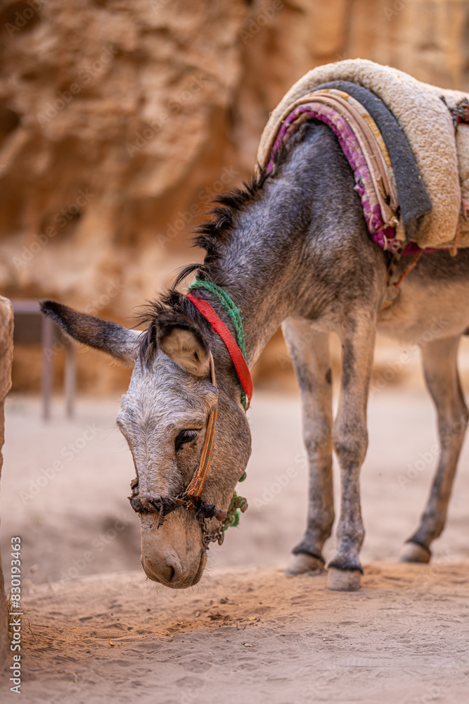 Naklejka premium Adorable Donkey Grazing in Little Petra, Jordan: Capturing the Charm of Rural Life Amidst Ancient Nabatean Ruins