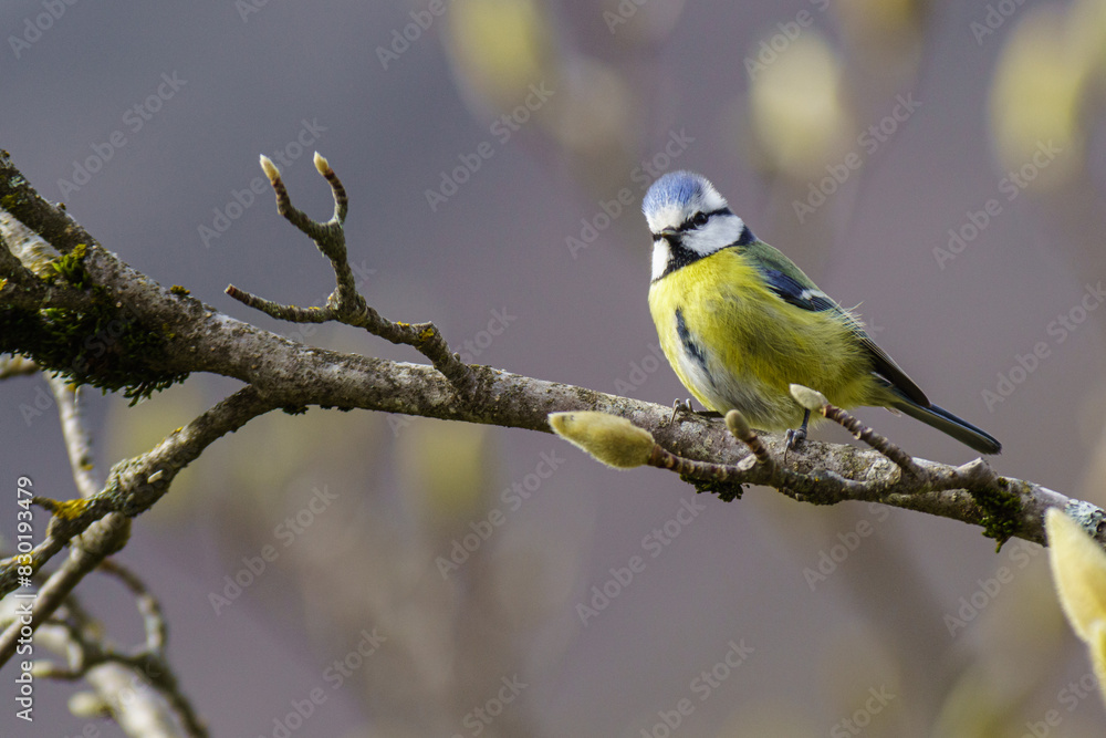 Fototapeta premium Mésange.