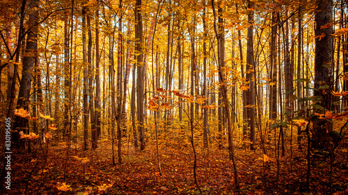 Autumn forest path. Orange color tree, red brown maple leaves in fall city park. Autumn forest on a sunny day.