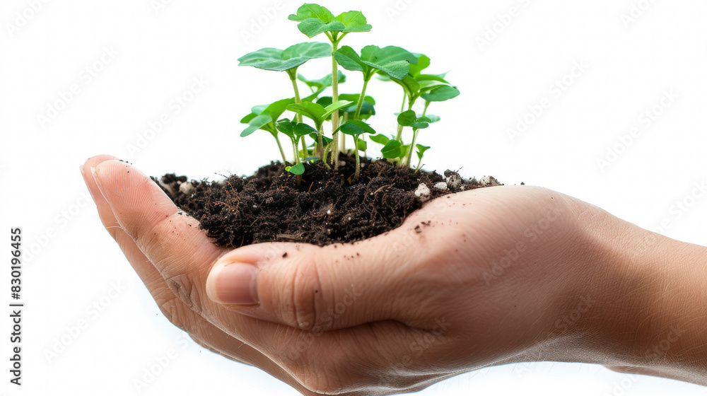 Hand holding small green seedlings in soil, close-up Hand holding small green seedlings in soil, close-up