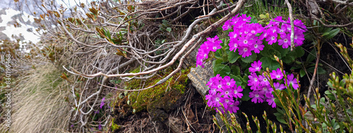 Primrose (Primula hirsuta) Primula irsuta banner