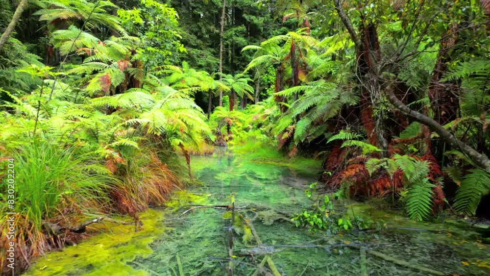 Beautiful Redwoods Whakarewarewa Forest, Rotorua, New Zealand Beautiful Redwoods Whakarewarewa Forest, Rotorua, New Zealand