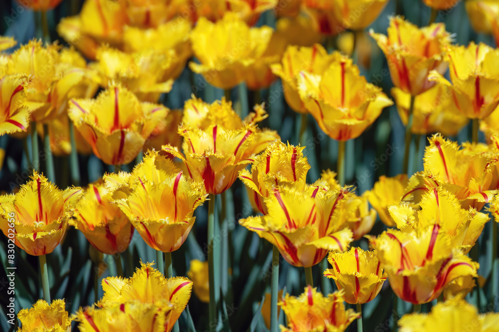 Yellow-red tulips with jagged edges displayed Yellow-red tulips with jagged edges displayed