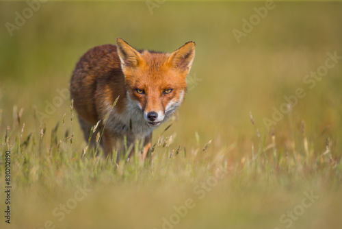 red fox vulpes in meadow field london head on 