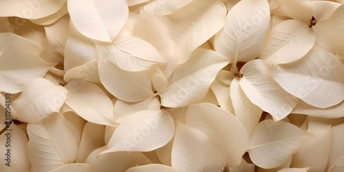 Closeup Photo of Beige Flower Petals and Leaves in Nature. Concept Closeup Photography  Beige Flowers  Nature  Petals  Leaves