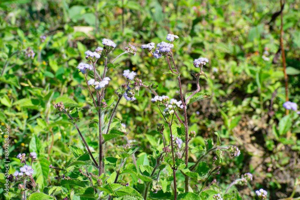 flowers in the field flowers in the field