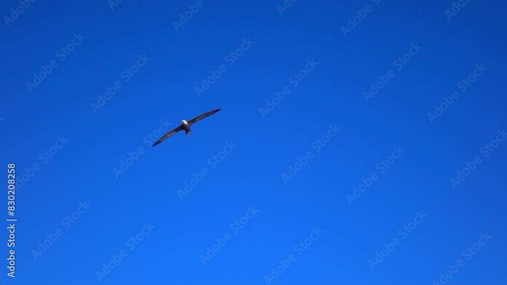 Slow Motion Panning Shot Of Galapagos Albatross Flying In Blue Sky On Sunny Day - Galapagos Islands, Ecuador Slow Motion Panning Shot Of Galapagos Albatross Flying In Blue Sky On Sunny Day - Galapagos Islands, Ecuador