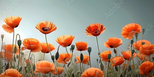 A vivid contrast  A meadow of poppies beneath a clear blue sky. Concept Nature  Poppies  Meadow  Contrast  Blue Sky