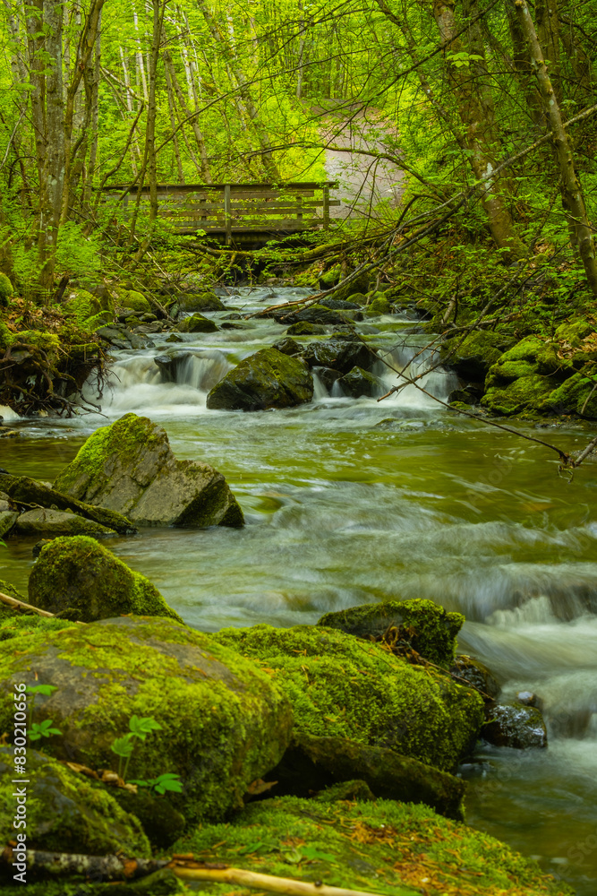 stream in the forest stream in the forest