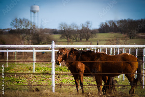 Two Brown Horses by the High Metal Fence