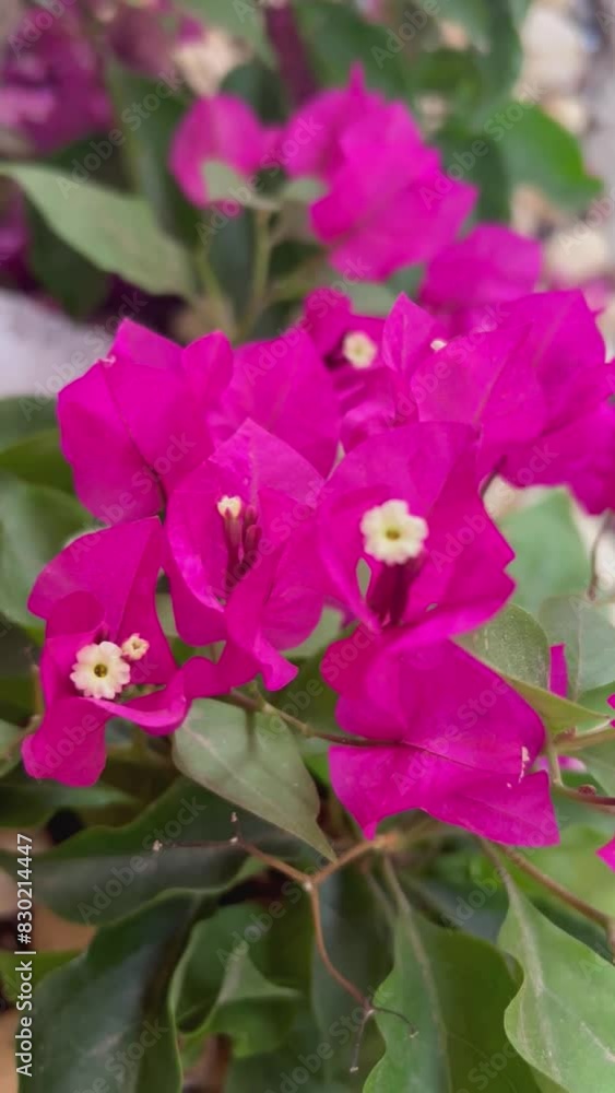 Nature background with beautiful pink bougainvillea flowers Nature background with beautiful pink bougainvillea flowers