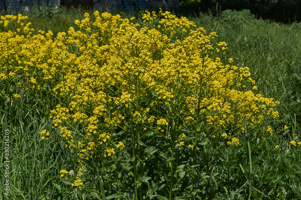 Obraz premium Barbarea vulgaris (lat. Barbarea vulgaris) is blooming in the meadow. Inflorescence Barbarea vulgaris. Spring 2024.