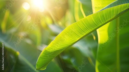  A close-up of a green plant with the sun shining through one side's leaves Sunlight filtering through the opposite leaves