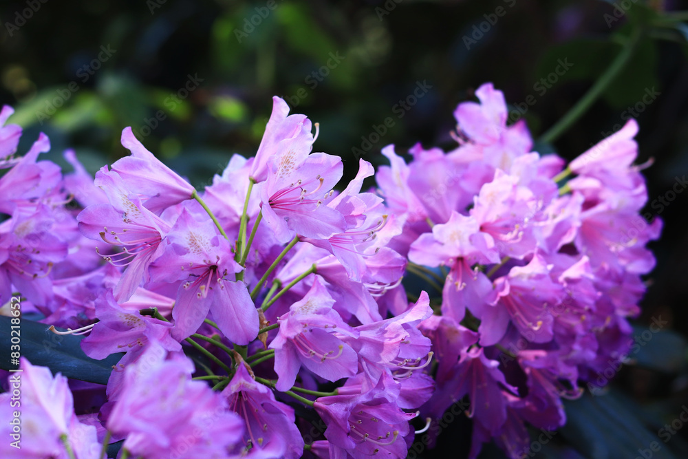 Rhododendron blossom. Shrubs blooming with purple flowers. Flowers of bright colors, close-up. Blooming rhododendrons in a park or botanical garden. Natural background Rhododendron blossom. Shrubs blooming with purple flowers. Flowers of bright colors, close-up. Blooming rhododendrons in a park or botanical garden. Natural background