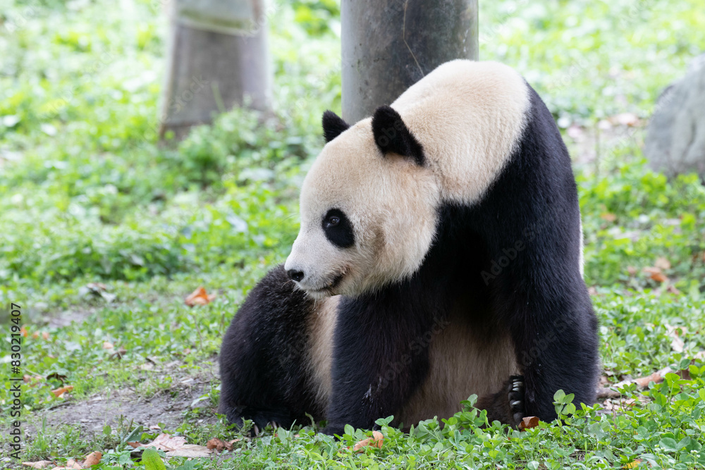 Fototapeta premium Close up Male Panda returned from USA , Tai Shan , Wolong Panda Base, China