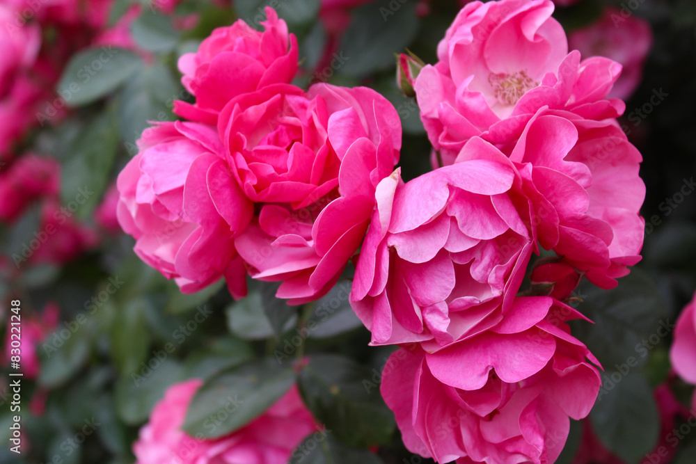 pink rose bush, floral background of pink roses, flowers pink rose with fresh green leaves, beautiful blooming flowers, close up view pink rose bush, floral background of pink roses, flowers pink rose with fresh green leaves, beautiful blooming flowers, close up view