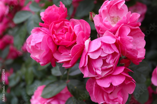 pink rose bush, floral background of pink roses, flowers pink rose with fresh green leaves, beautiful blooming flowers, close up view