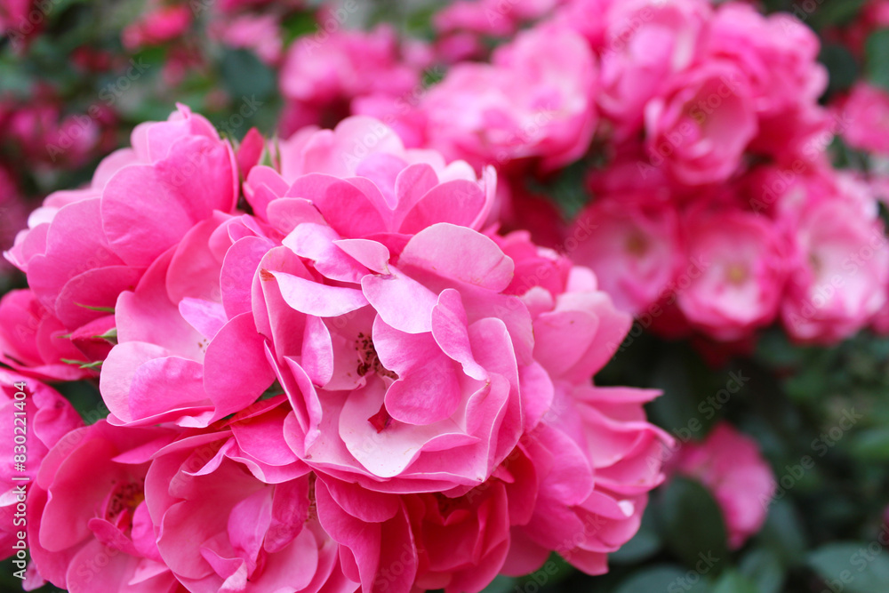 pink rose bush, floral background of pink roses, flowers pink rose with fresh green leaves, beautiful blooming flowers, close up view pink rose bush, floral background of pink roses, flowers pink rose with fresh green leaves, beautiful blooming flowers, close up view