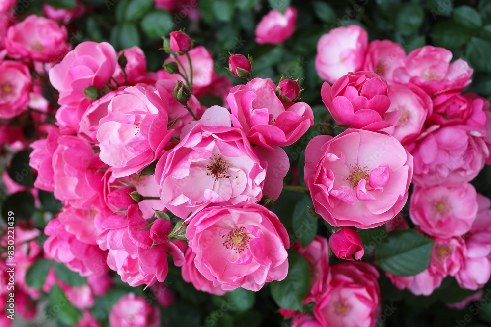 pink rose bush, floral background of pink roses, flowers pink rose with fresh green leaves, beautiful blooming flowers, close up view pink rose bush, floral background of pink roses, flowers pink rose with fresh green leaves, beautiful blooming flowers, close up view