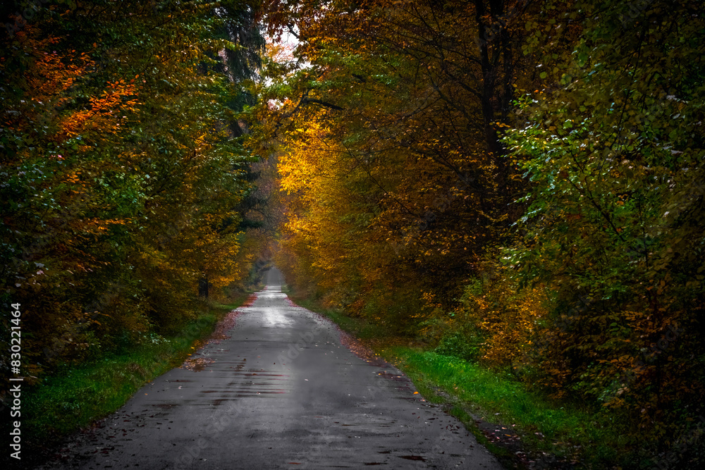 Fototapeta premium The road through the autumn forest