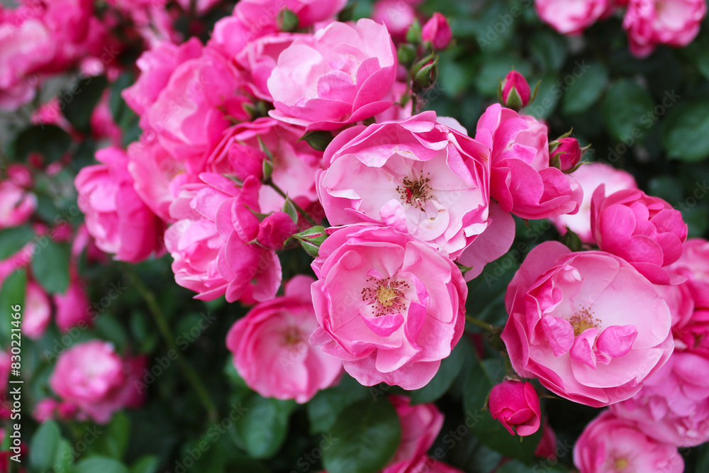 pink rose bush, floral background of pink roses, flowers pink rose with fresh green leaves, beautiful blooming flowers, close up view pink rose bush, floral background of pink roses, flowers pink rose with fresh green leaves, beautiful blooming flowers, close up view