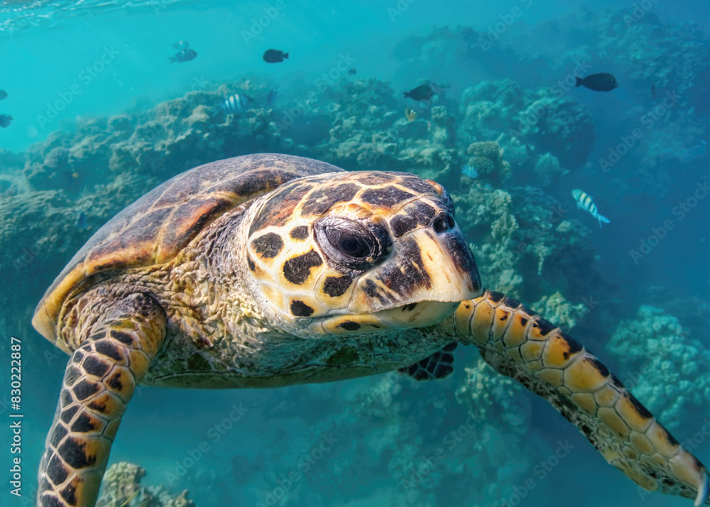 Fototapeta premium sea turtle swimming