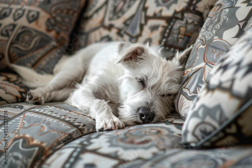 Dog is sleeping on the gray fabric sofa photo