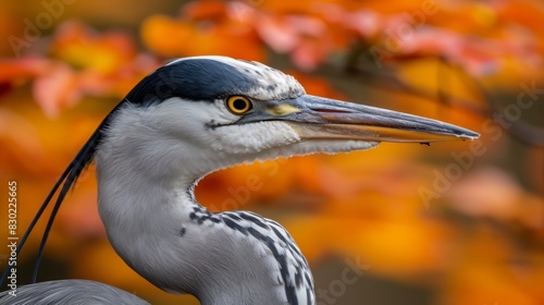  A tight shot of a bird before an orange-yellow tree, background comprised of similar hued leaves Tree with orange-yellow foliage in foreground photo