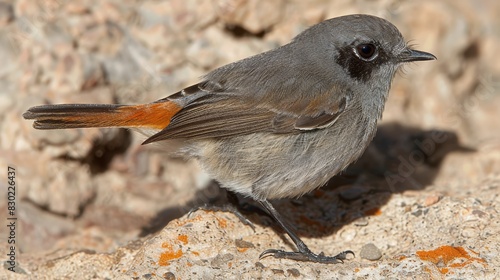  A tight shot of a bird perched on a rock amidst a backdrop of rough textures – rocks and dirt The foreground bird boasts an orange patch on its chest, distingu photo