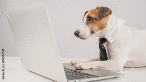 Jack Russell Terrier dog in a tie working on a laptop on a white background. © Anna