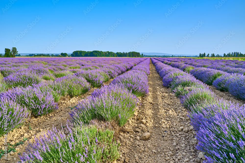 Fototapeta premium Lavender fields in Provence in southern France