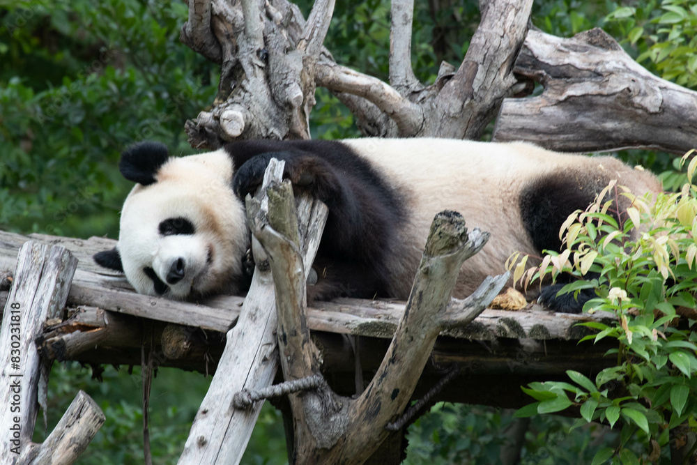 Obraz premium Funny pose of Sleeping Panda on the wood structure, Chengdu Panda Base, China