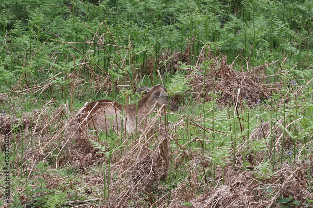 Deer grazing at Bradgate Park in the summer Deer grazing at Bradgate Park in the summer