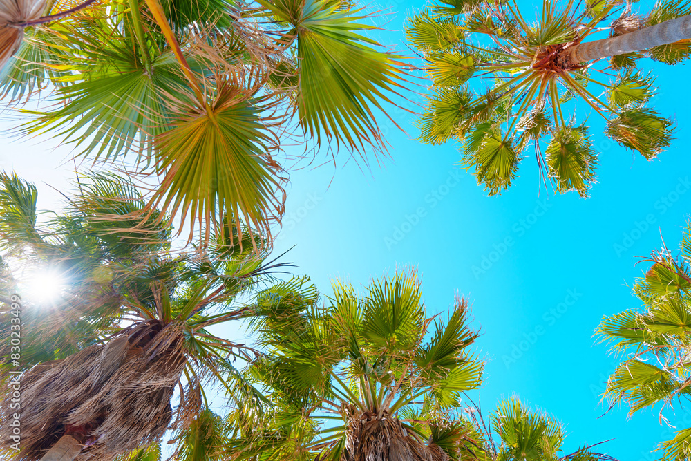 Patch of Blue Sky Visible Through Lush Palm Canopies Patch of Blue Sky Visible Through Lush Palm Canopies