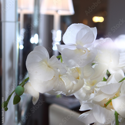 An orchid branch. A bouquet of white orchids in the interior. A vase with beautiful orchid flowers on the dresser in the living room