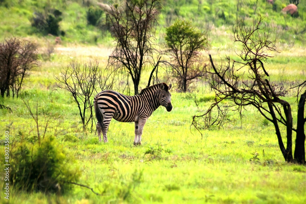 Naklejka premium Zebras in nature