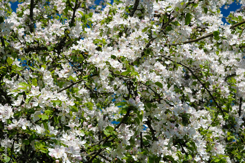A tree with white flowers is in full bloom. The flowers are small and white, and they are scattered throughout the tree. The leaves are green and lush, and the tree is surrounded by other trees A tree with white flowers is in full bloom. The flowers are small and white, and they are scattered throughout the tree. The leaves are green and lush, and the tree is surrounded by other trees