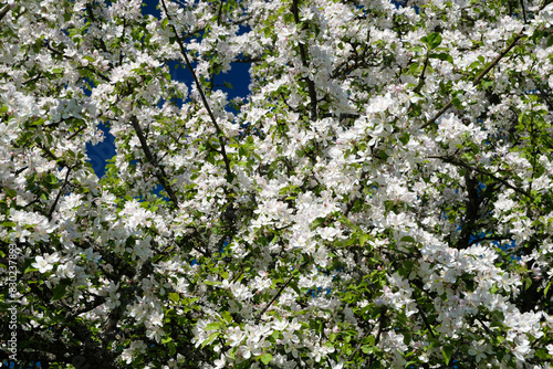 A tree with white flowers is in full bloom. The flowers are small and white, and they are scattered throughout the tree. The leaves are green and lush, and the tree is surrounded by other trees