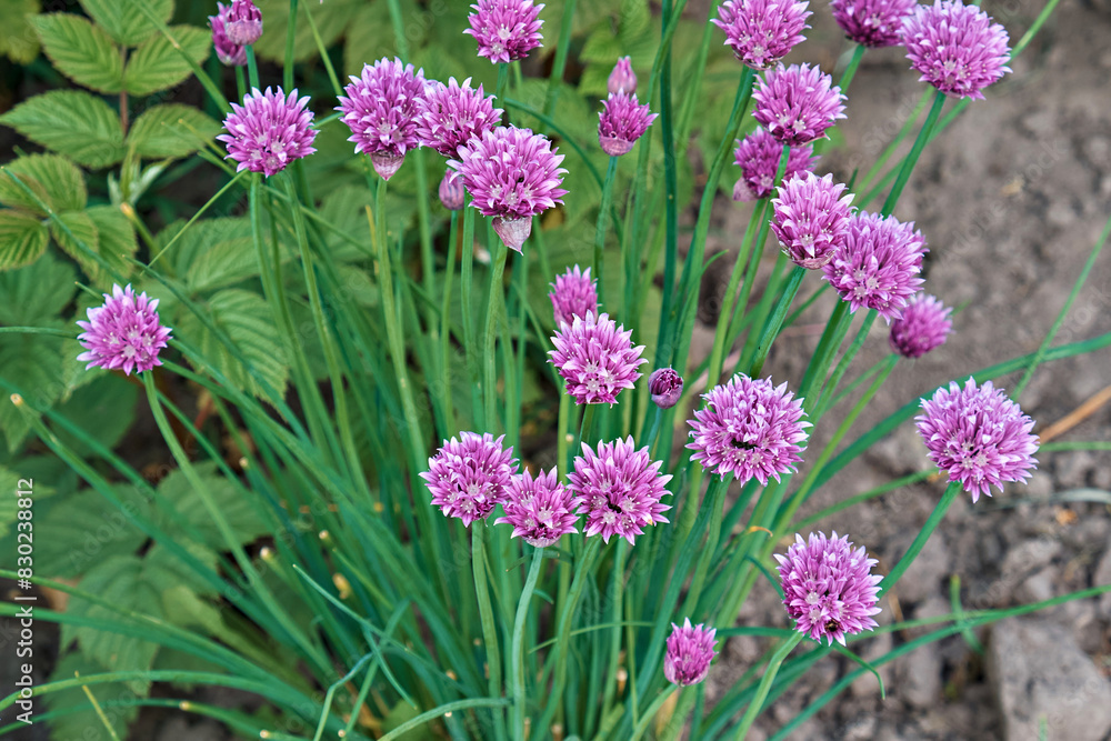 Purple onion flowers in the garden in the village. Purple onion flowers in the garden in the village.