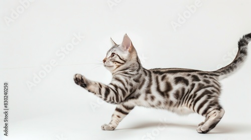 A lively American Shorthair with a classic silver tabby pattern  captured mid-play with an invisible string  isolated on solid white background 